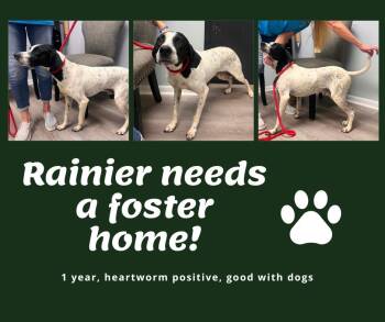 Needs Foster Rainier (VA) -  English Pointer Dog for Adoption in Bridgeton, New Jersey - Needs Foster Rainier (VA) | PetCurious