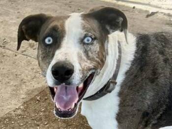 Mixed Breed Dogs Available for Adoption - Titan | PetCurious