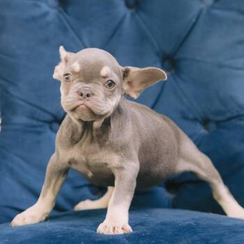 Neagley -  French Bulldog Dog for Adoption in Northbrook, Illinois - Neagley | PetCurious
