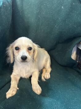 Havanese and Poodle Dogs Available for Adoption - Dash | PetCurious