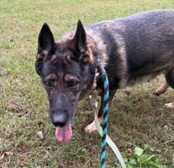 Charlette -  German Shepherd Dog Dog for Adoption in Phoenixville, Pennsylvania - Charlette | PetCurious