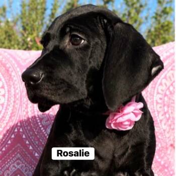 Rosalie -  Labrador Retriever and Mixed Breed Dog for Adoption in Saugus, Massachusetts - Rosalie | PetCurious