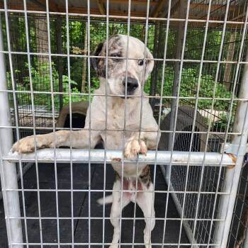 Rescue Pit Bull Terrier and Great Pyrenees Dogs for Adoption in Evensville, Tennessee - Puppy | PetCurious