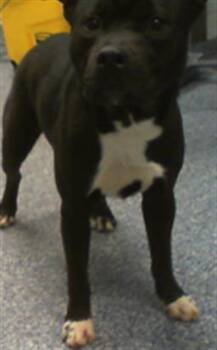 Pit Bull Terrier Dogs Available for Adoption in Charlotte, North Carolina - DREW | PetCurious