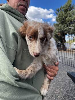 Border Collie Dogs Available for Adoption in Bend, Oregon - Border Collie Mix Puppies | PetCurious