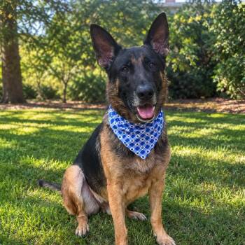 WOLF GS -  German Shepherd Dog Dog for Adoption in Lucas, Texas - WOLF GS | PetCurious