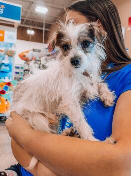 Parson Russell Terrier Dogs Available for Adoption in Goodyear, Arizona - Samson | PetCurious