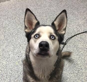Leonidas -  Siberian Husky Dog for Adoption in Golden, Colorado - Leonidas | PetCurious