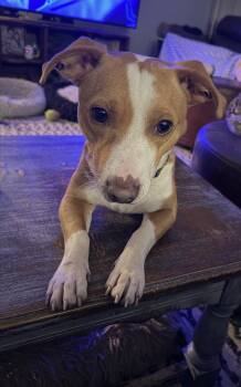 Cowboy -  Jack Russell Terrier Dog for Adoption in East Lansing, Michigan - Cowboy | PetCurious