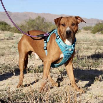 Rescue Labrador Retriever Dogs for Adoption in Joshua Tree, California - WOODSTOCK (WOODY) | PetCurious
