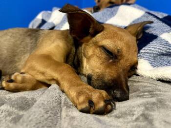 Aria -  Chihuahua Dog for Adoption in St. Petersburg, Florida - Aria | PetCurious