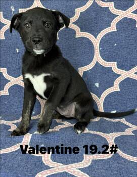 Black Labrador Retriever and Terrier Dogs Available for Adoption - Valetine *foster Needed* | PetCurious