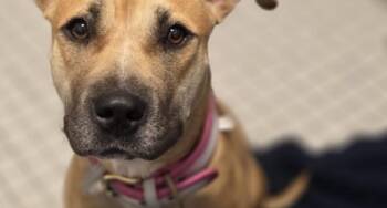 Rescue Airedale Terrier and Australian Shepherd Dogs for Adoption in Houston, Texas - Nola | PetCurious