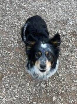 Corgi Dogs Available for Adoption - Bluey | PetCurious