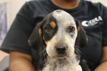 Mixed Breed Dogs Available for Adoption - CHARM | PetCurious