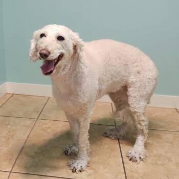 Poodle Dogs Available for Adoption - Sidney | PetCurious
