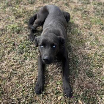 Husky and Terrier Dogs Available for Adoption - Haley | PetCurious