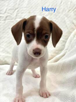 HARRY -  Chiweenie and Dachshund Dog for Adoption in Madisonville, Louisiana - HARRY | PetCurious