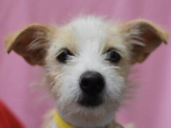 Bianca -  Terrier Dog for Adoption in Portland, Oregon - Bianca | PetCurious