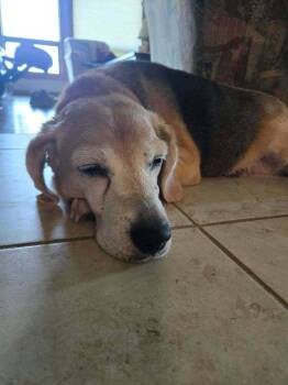 Valentine - Fostered in Omaha -  Beagle Dog for Adoption in Overland Park, Kansas - Valentine - Fostered In Omaha | PetCurious