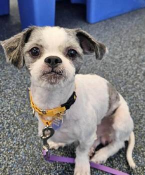 Shih Tzu Dogs Available for Adoption - Norman | PetCurious