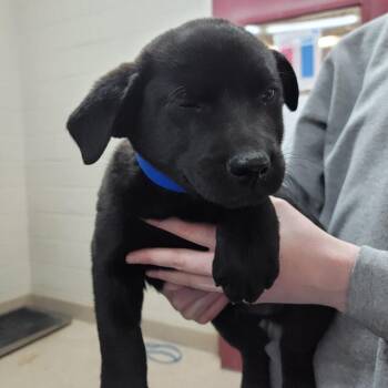 Mixed Breed Dogs Available for Adoption - Harry | PetCurious