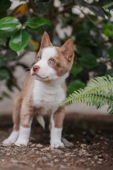 Koala -  Siberian Husky and Mixed Breed Dog for Adoption in Newberg, Oregon - Koala | PetCurious