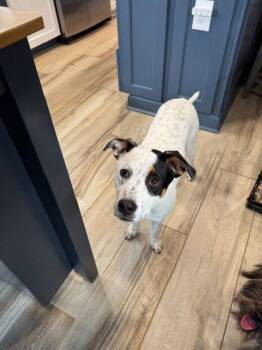 Australian Cattle Dog Blue Heeler Dogs Available for Adoption - Kirby Tony | PetCurious