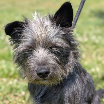 Miniature Schnauzer and Yorkshire Terrier Dogs Available for Adoption in Decherd, Tennessee - Gazpacho | PetCurious