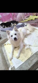 Jindo and Spitz Dogs Available for Adoption - SHASHA | PetCurious