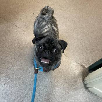 Pug Dogs Available for Adoption in Pasadena, California - Cia | PetCurious