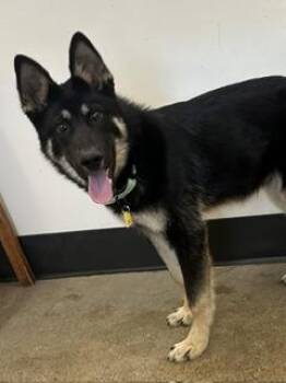Wilson -  German Shepherd Dog and Siberian Husky Dog for Adoption in Cleveland, Ohio - Wilson | PetCurious
