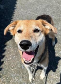 Quoia -  Border Collie and Catahoula Leopard Dog Dog for Adoption in Randolph, Vermont - Quoia | PetCurious