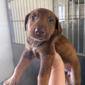 Doberman Pinscher and Shepherd Dogs Available for Adoption in Hawthorne, California - Sparkle | PetCurious
