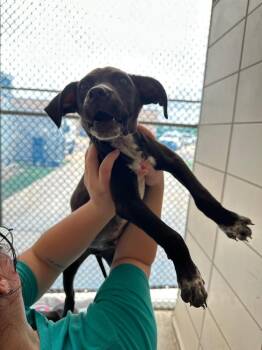 Mixed Breed Dogs Available for Adoption in Bossier City, Louisiana - Spencer | PetCurious