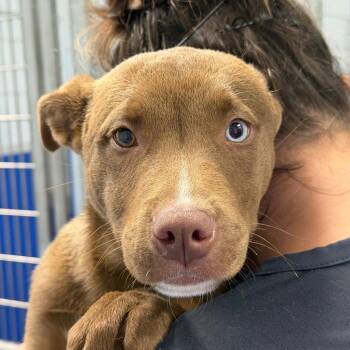 Pit Bull Terrier Dogs Available for Adoption in Tarboro, North Carolina - 26-232 Tillie | PetCurious