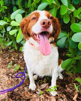 DOLLY -  Brittany Spaniel Dog for Adoption in Palm City, Florida - DOLLY | PetCurious