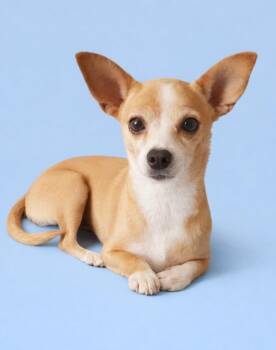 Chihuahua Dogs Available for Adoption - Penny | PetCurious