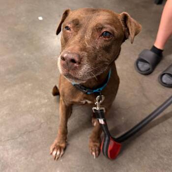 Lori ( Lady) -  Terrier Dog for Adoption in Tampa, Florida - Lori ( Lady) | PetCurious