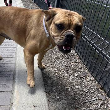 Gordi -  French Bulldog and Mixed Breed Dog for Adoption in Long Beach, California - Gordi | PetCurious