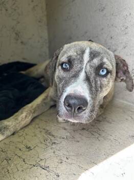 DUCKIE -  Catahoula Leopard Dog and Siberian Husky Dog for Adoption in Indianapolis, Indiana - DUCKIE | PetCurious