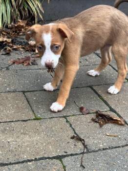 Hound Dogs Available for Adoption - Huck | PetCurious