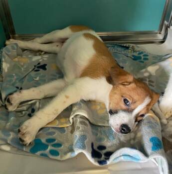 Collie Dogs Available for Adoption - AINOHA | PetCurious