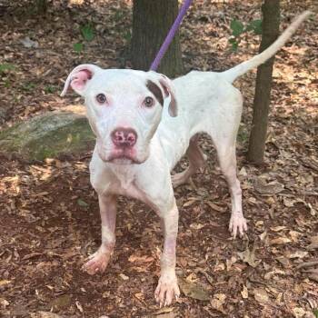 Memphis -  American Staffordshire Terrier and Mixed Breed Dog for Adoption in New York, New York - Memphis | PetCurious
