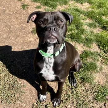 Max -  Mixed Breed Dog for Adoption in Medford, Oregon - Max | PetCurious