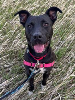 Nova -  Pit Bull Terrier and Labrador Retriever Dog for Adoption in Golden, Colorado - Nova | PetCurious