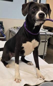 Terrier and Mixed Breed Dogs Available for Adoption in Murphysboro, Illinois - Sushi | PetCurious