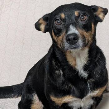 Milk Jug -  Labrador Retriever and Mixed Breed Dog for Adoption in North Charleston, South Carolina - Milk Jug | PetCurious