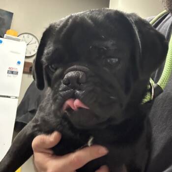 Rescue Pug Dogs for Adoption in Yuma, Arizona - Duke | PetCurious