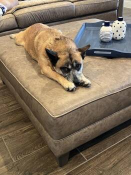 Pomeranian and Siberian Husky Dogs Available for Adoption in Frisco, Texas - Marne | PetCurious